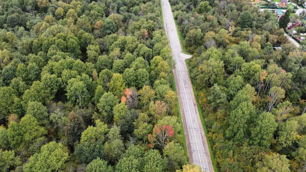 لحاظ کردن جنگل‌ها و پارک‌ها (Clutter)